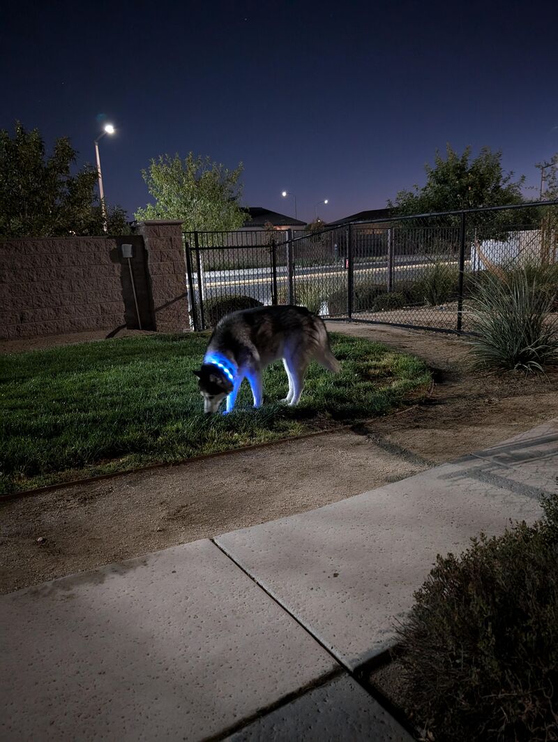 Loves to smell everything