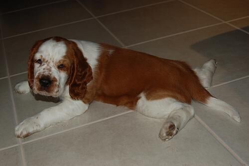 Spaniel Welsh