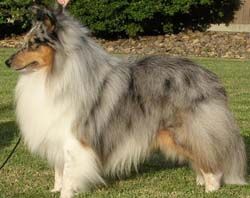Sheepdog Shetland