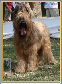 Briard