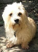 Terrier Dandie