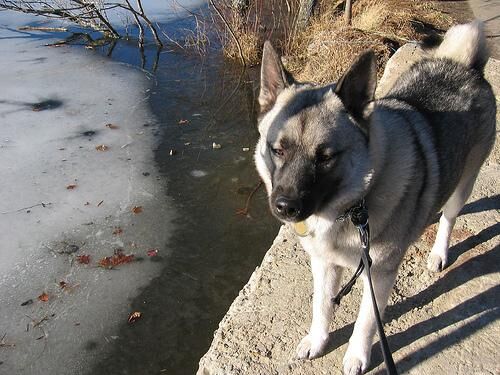 Elkhound Norwegian