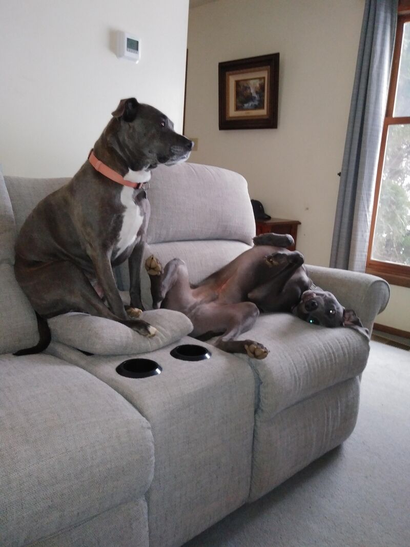 The Queen and the jester