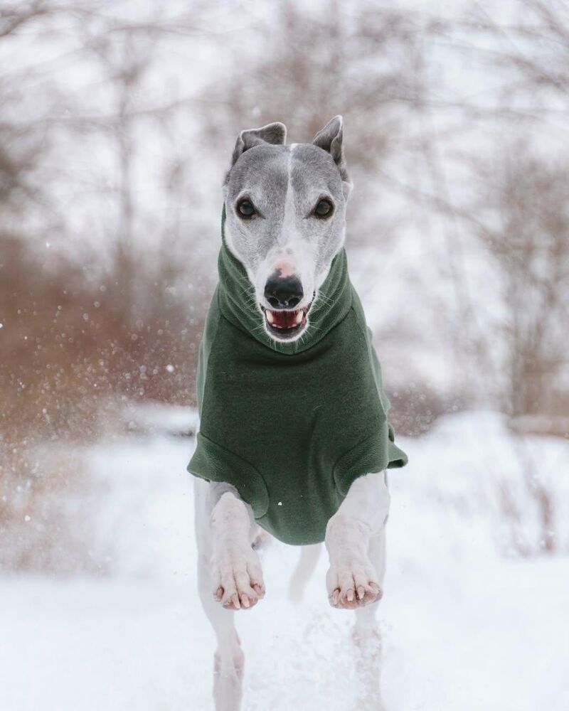 This is Bowie… he's fast (sometimes)