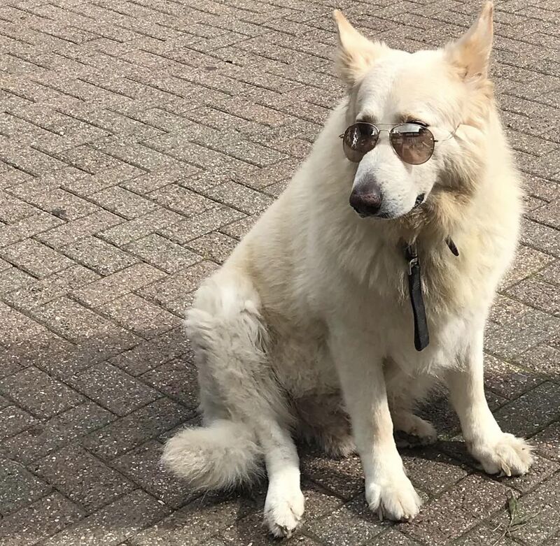 The coolest dog I’ve ever come across, his name is bear :)