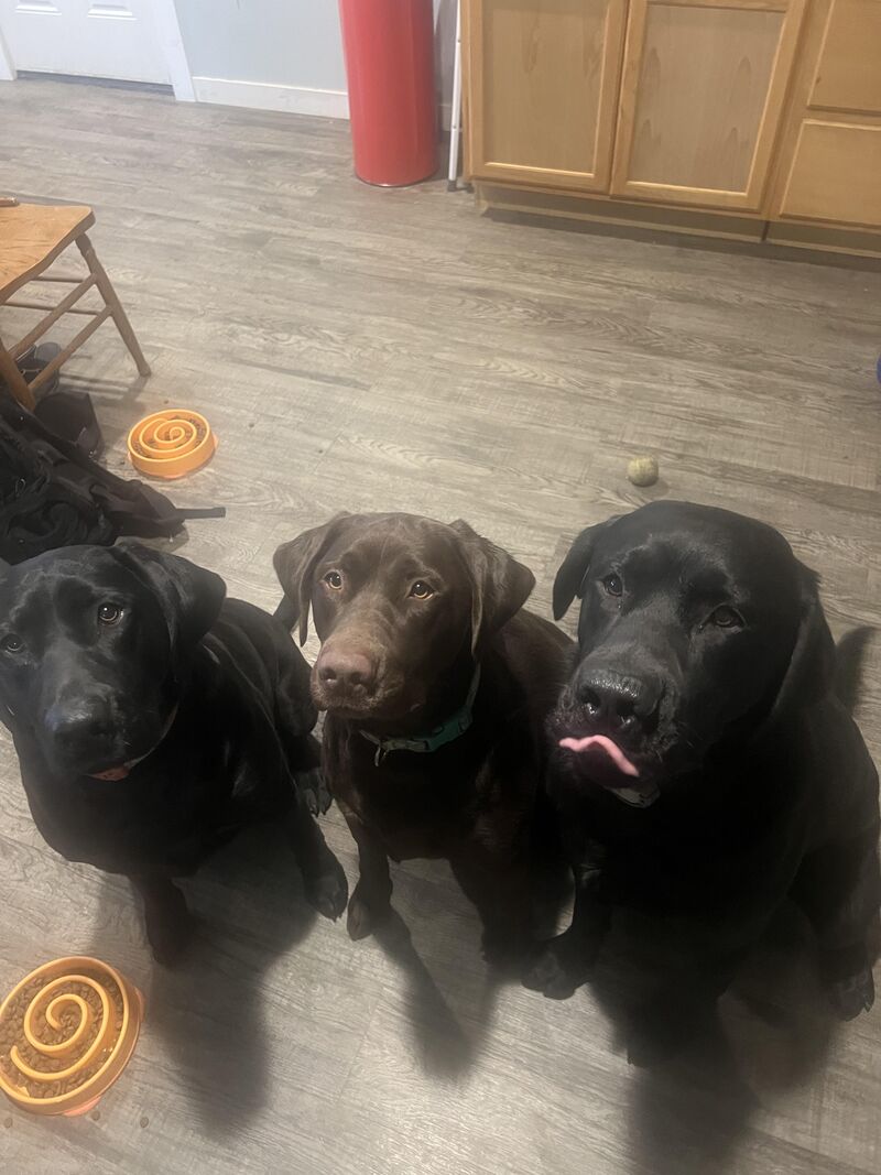 Happy early birthday to these 3 labs
