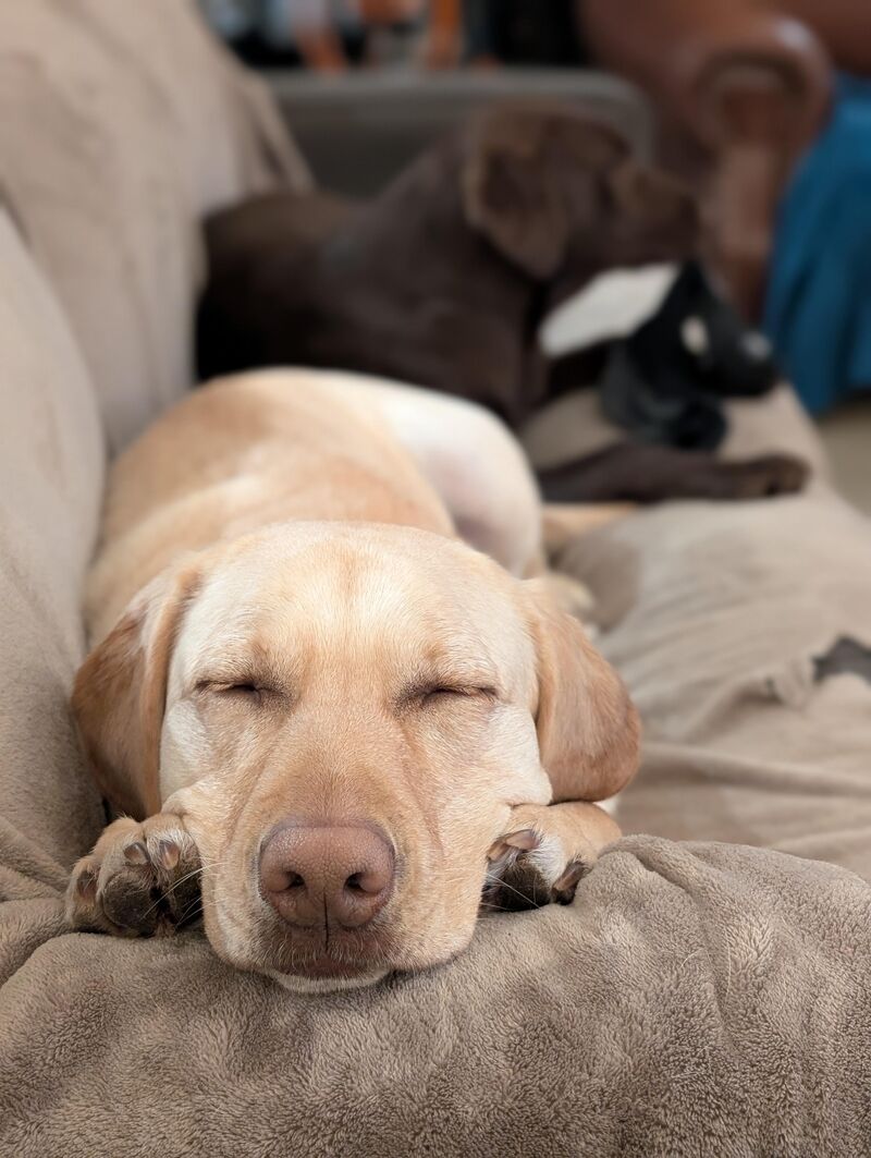 So much snow. So tired.