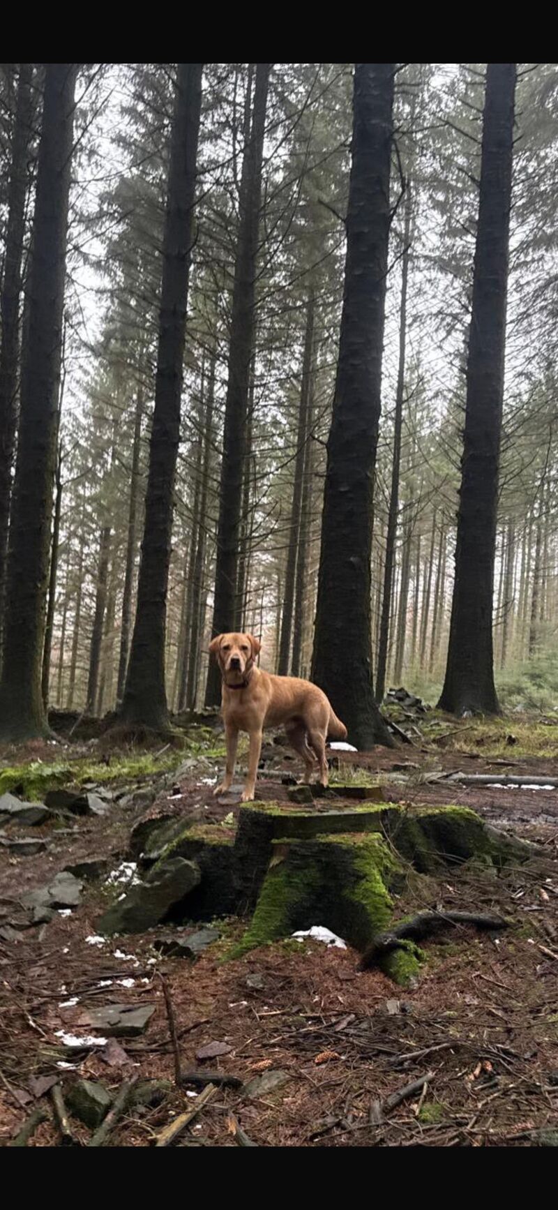 Frank on his two hour hike today in his happy place 🐶🐾