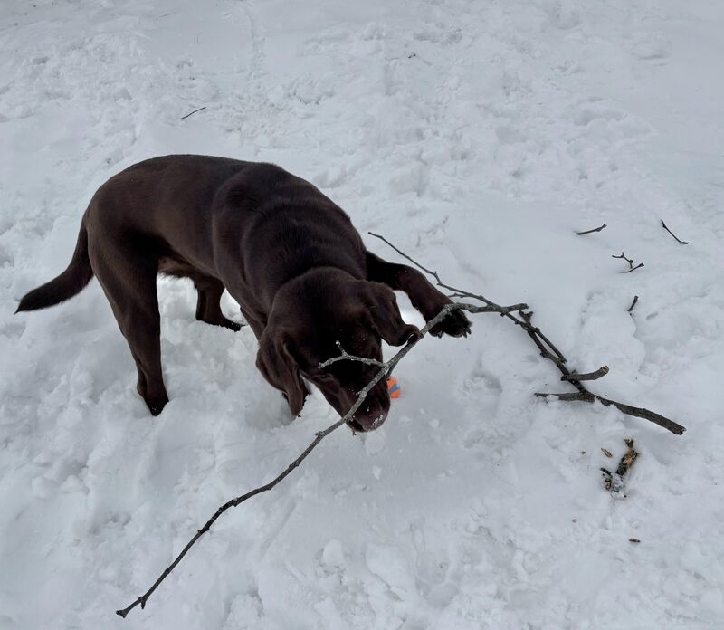 Branch Manager solving one problem at a time.