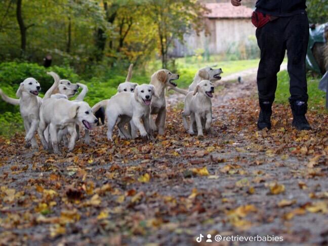 Few weeks more and we'll be surrounded with a pack again