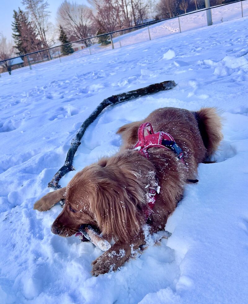 Elvis found his biggest stick ever!!!