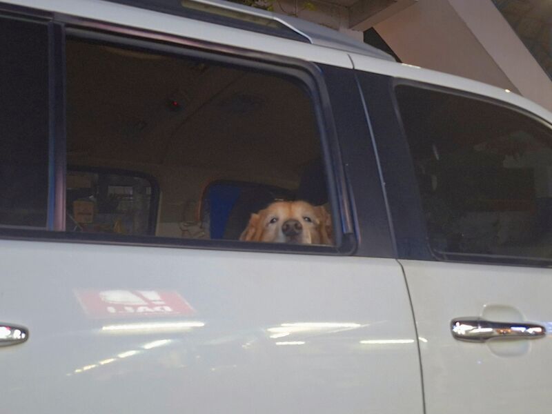 Need help with dog food!