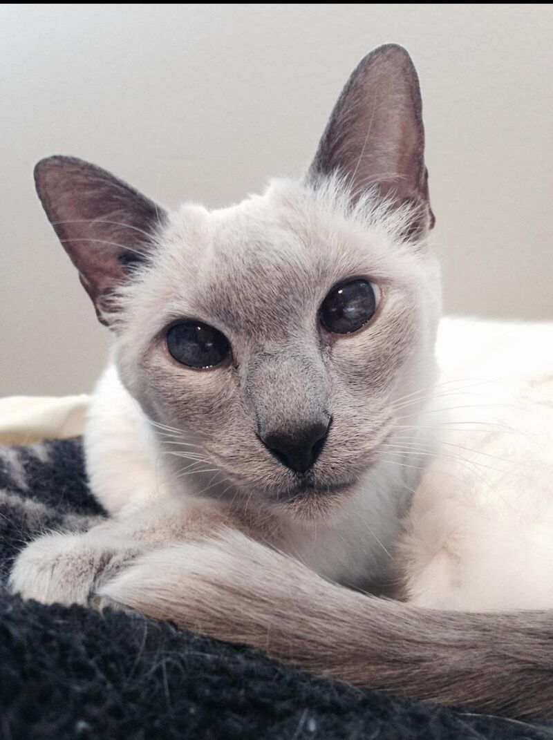 My favourite picture of my cat Sheba 💕