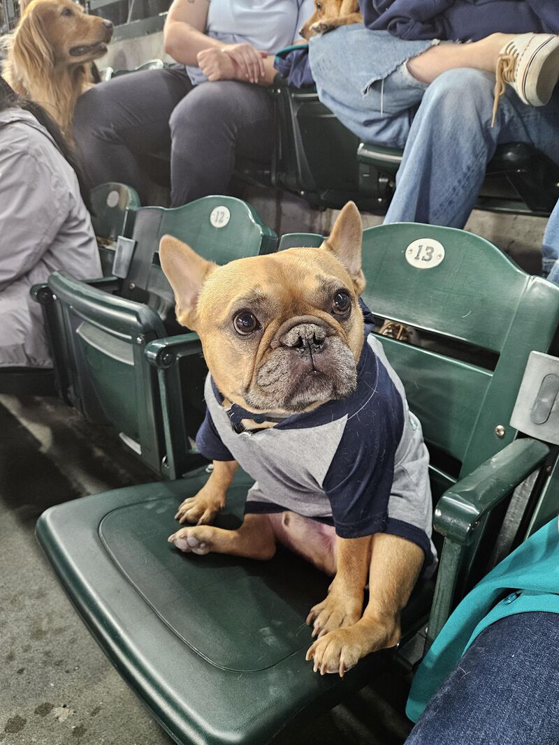 Teddy at his first baseball game