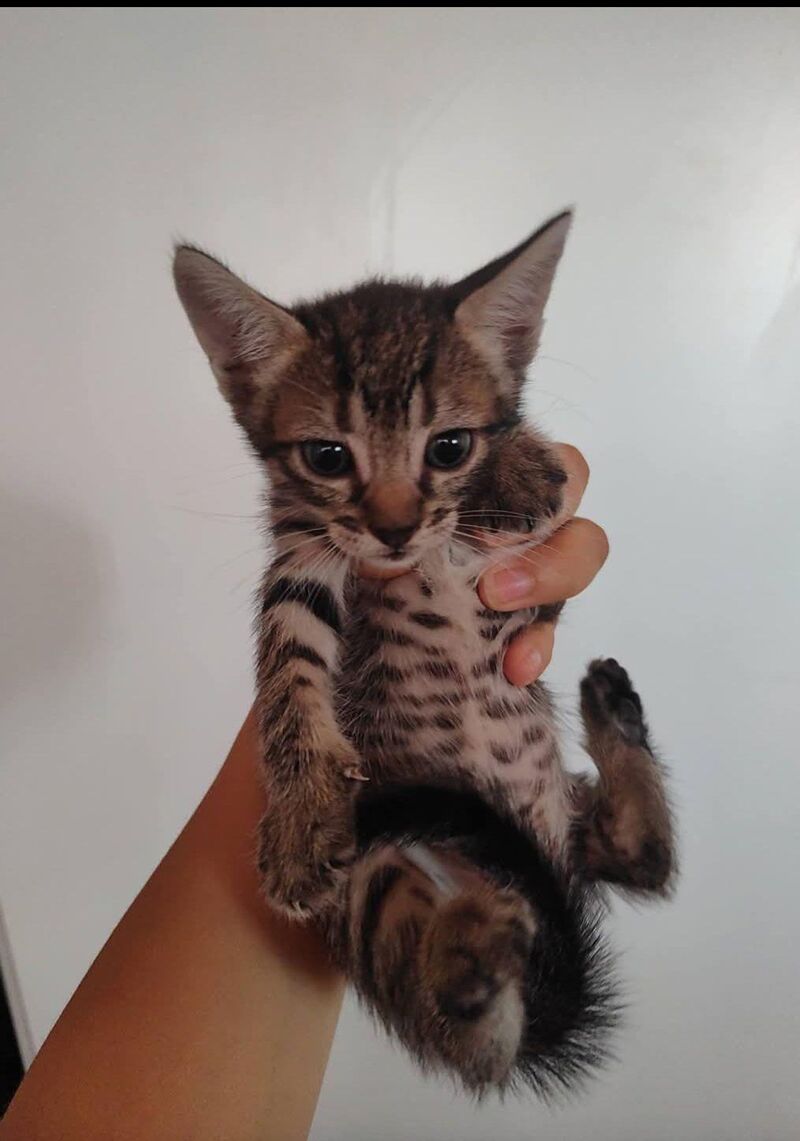 About to adopt this little guy. First time having a cat  I’ve always had dogs.