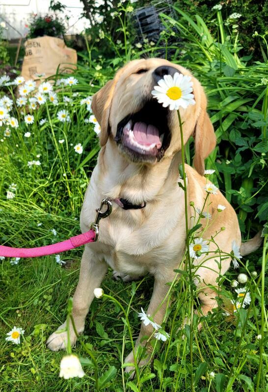 My daisy mae a few year ago