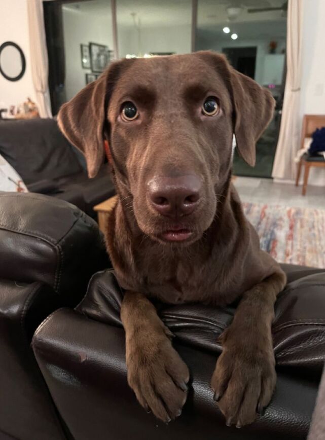 She just hears my house keys jiggling and automatically thinks we're going on a walk. It cracks me up every time how she pops her head up XD