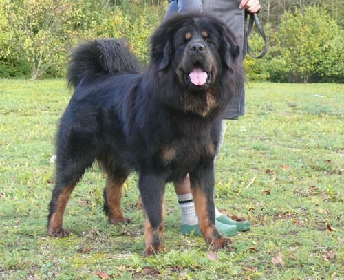 Mastiff Tibetan