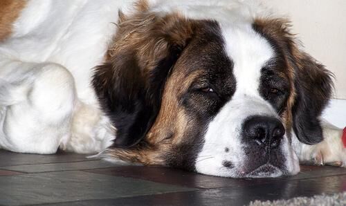 Stbernard