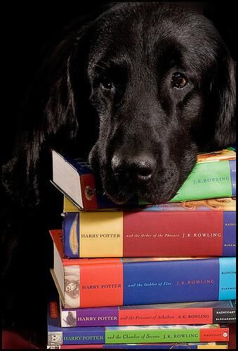 Retriever Flatcoated