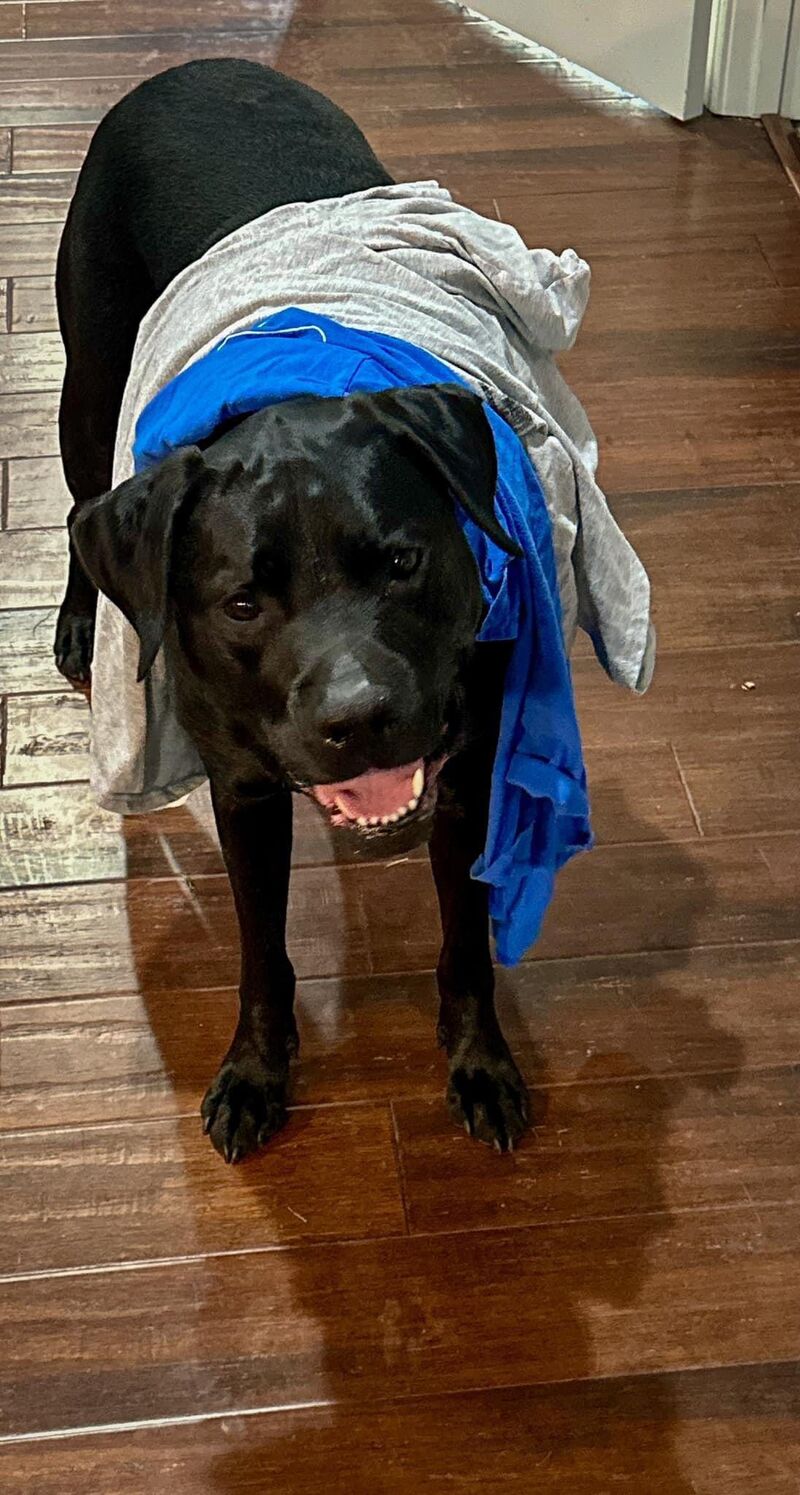 Dad I can help with laundry