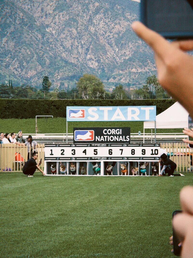 Corgi Nationals today