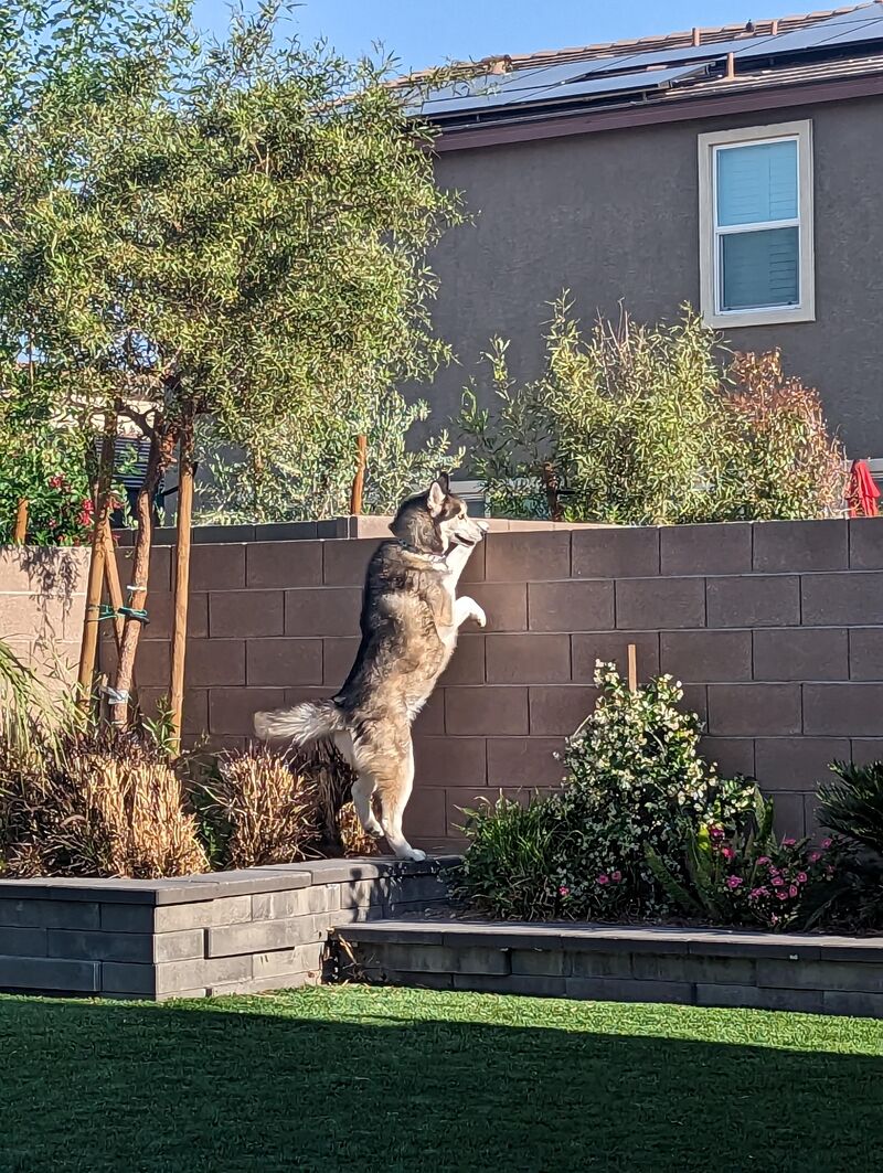 Saying hi to the neighbor dogs