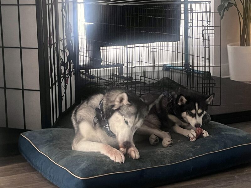 Morning hangouts with a buddy