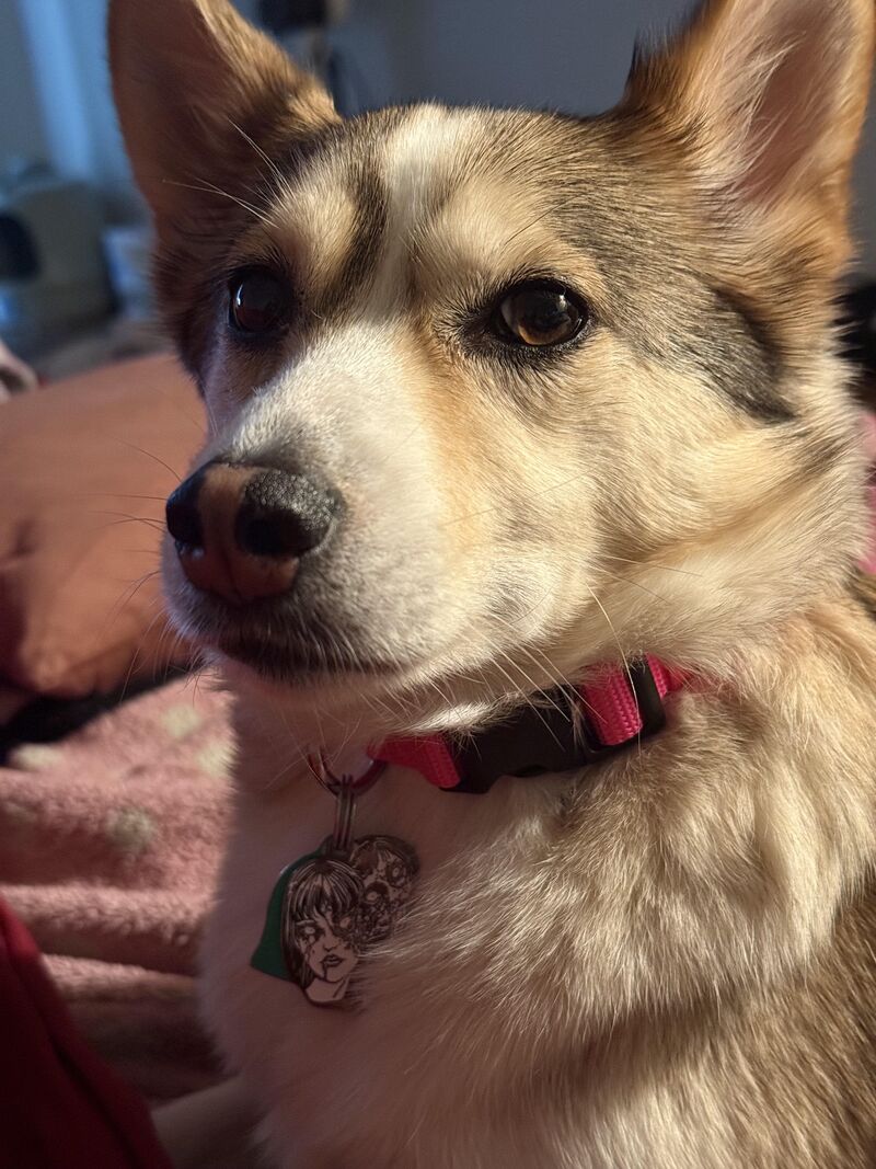 She had just farted the smelliest fart of her life and had a look of both pride + disgust. Made eye contact like this with me for a solid minute before burying her nose in her tail.