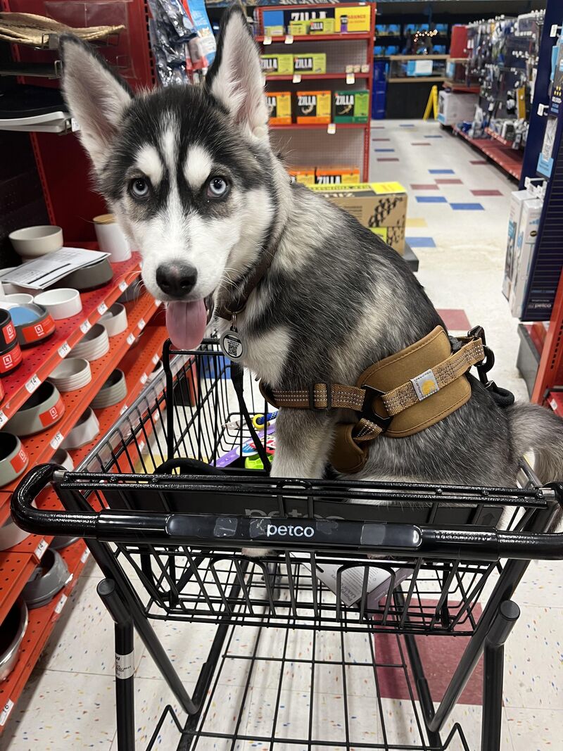 On a scale of 1-10 how normal is this for a husky puppy?