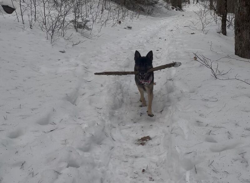 New to Breed - is it possible to distract from chewing sticks?
