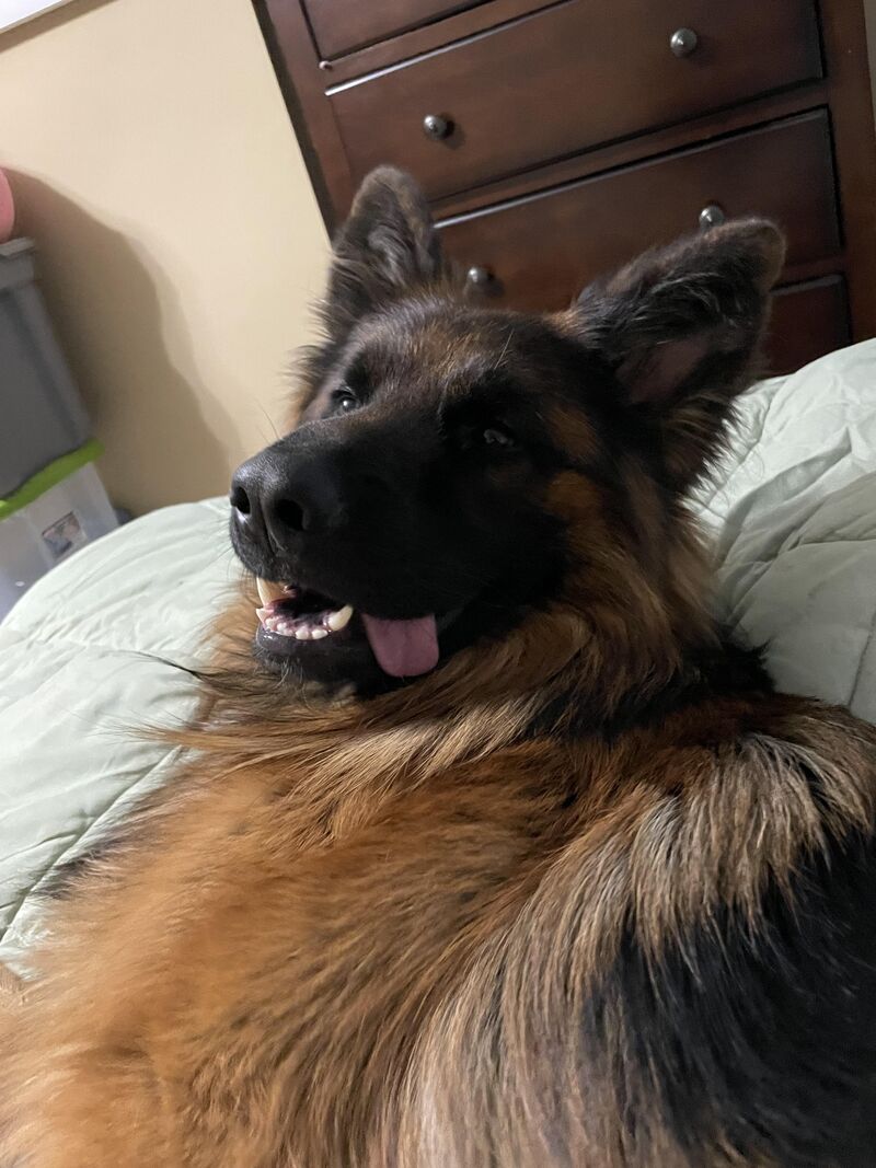 GSD allergies help