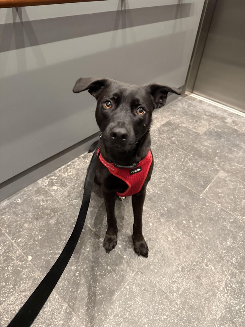 My GSD + staffie/pit mix.