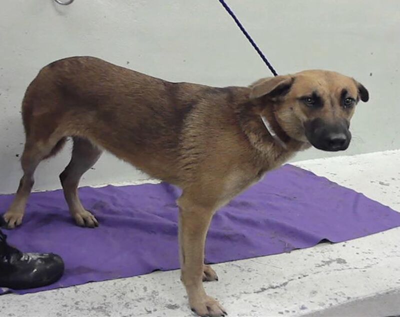 Back on the list: Sweet little Marcella, 1 year old German Shepherd Mix, is overwhelmed and stressed at the shelter. She needs her forever home. Euthanasia tomorrow Tuesday 17 Feb @ 1 pm CT Houston, A2054355. Available for adoption, foster or rescue. Please help her.