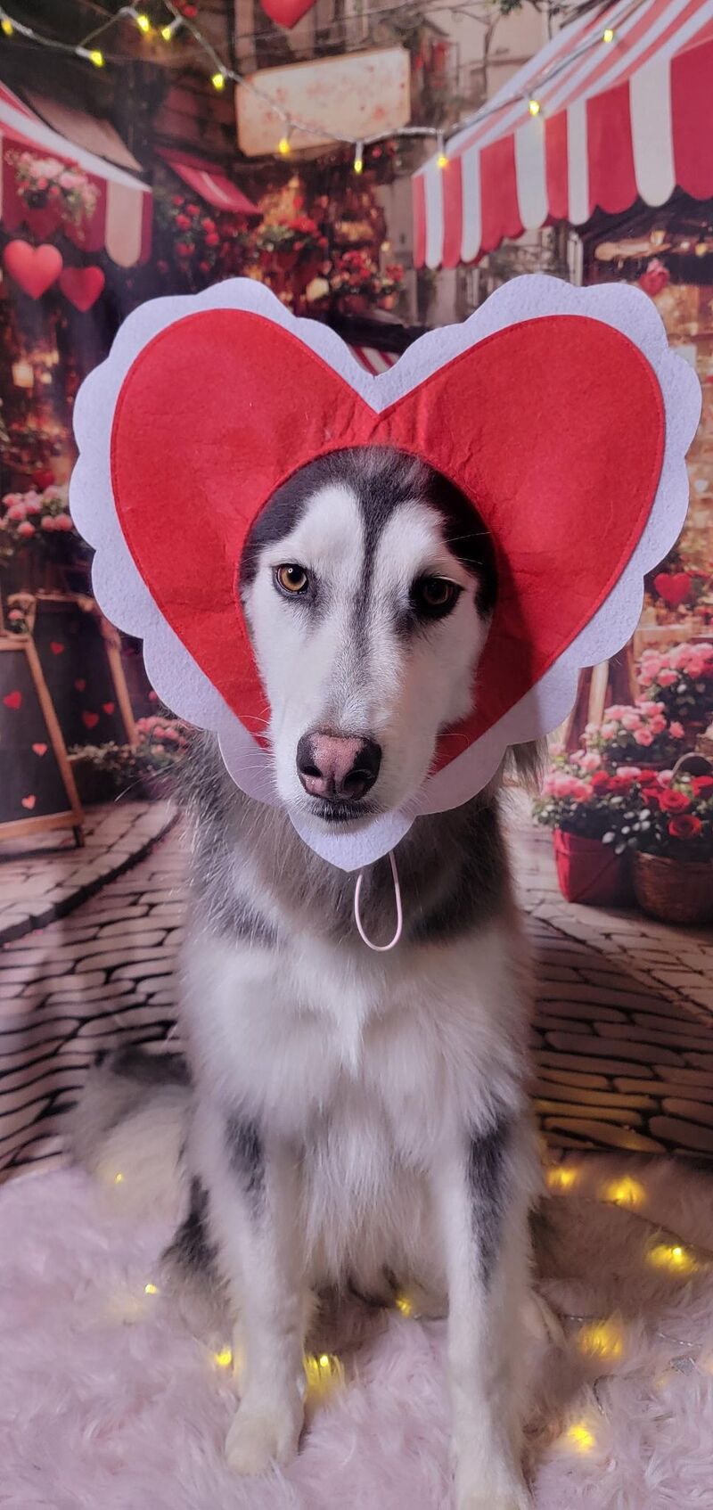 Just Wizard being more patient with his groomer than he is with anyone else on the planet.