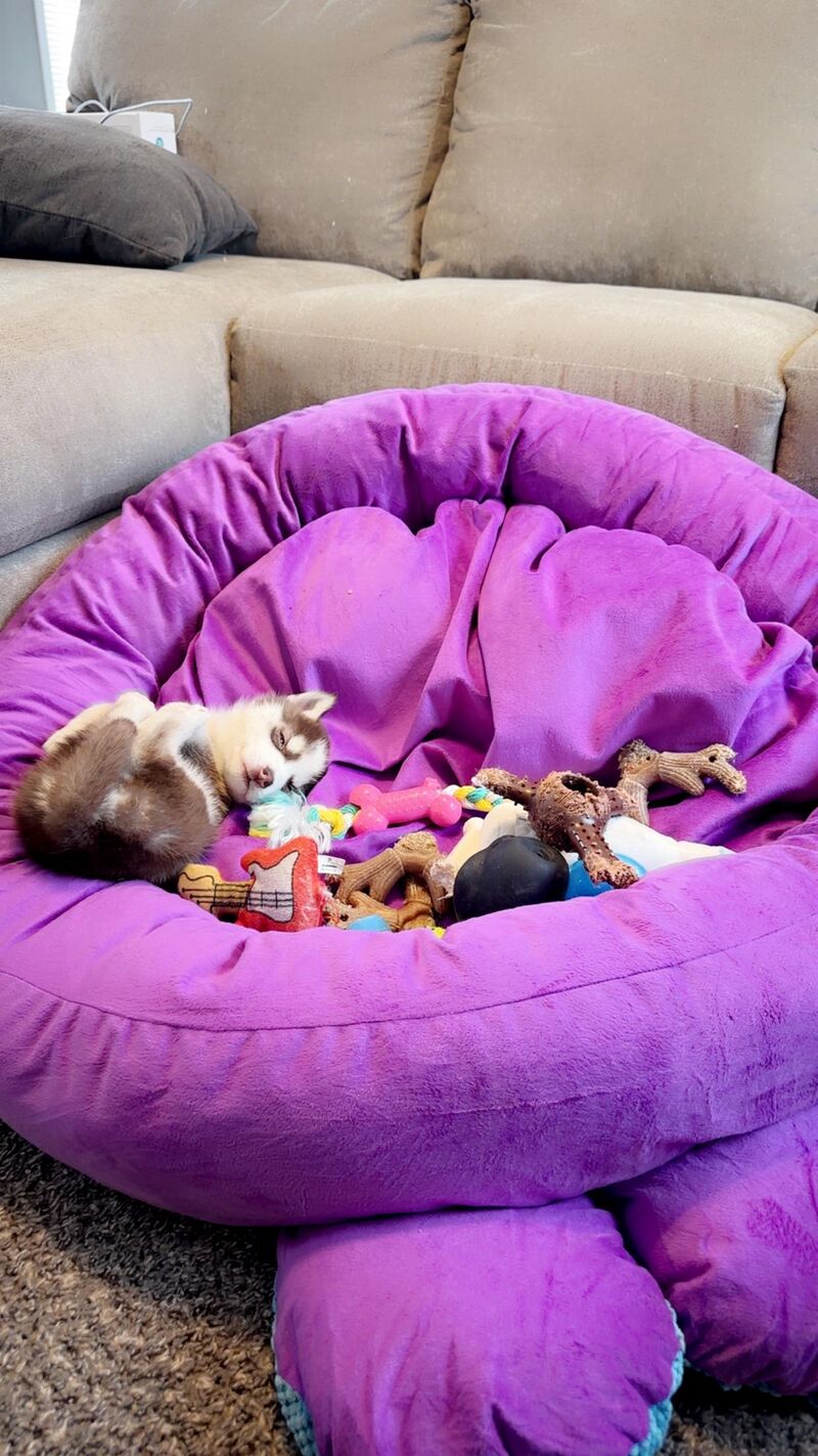 Why is my husky puppy so small?