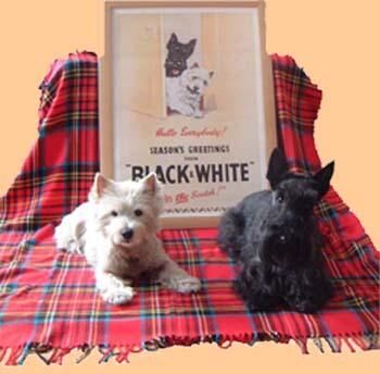 Terrier Scottish