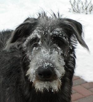 Deerhound Scottish