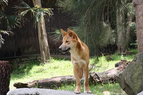 Dingo