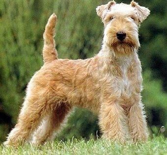 Terrier Fox
