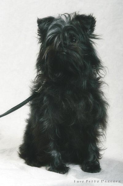 Affenpinscher
