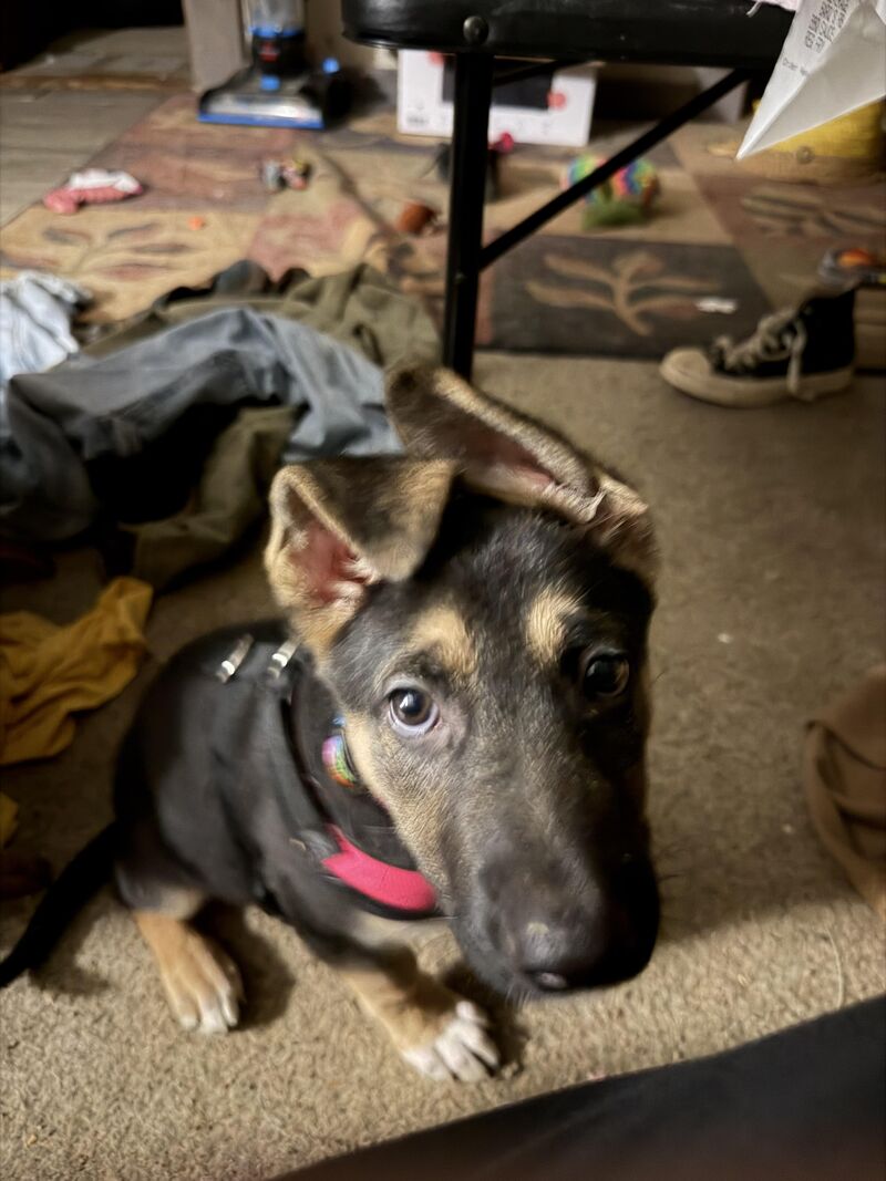 my sd prospect gsd!