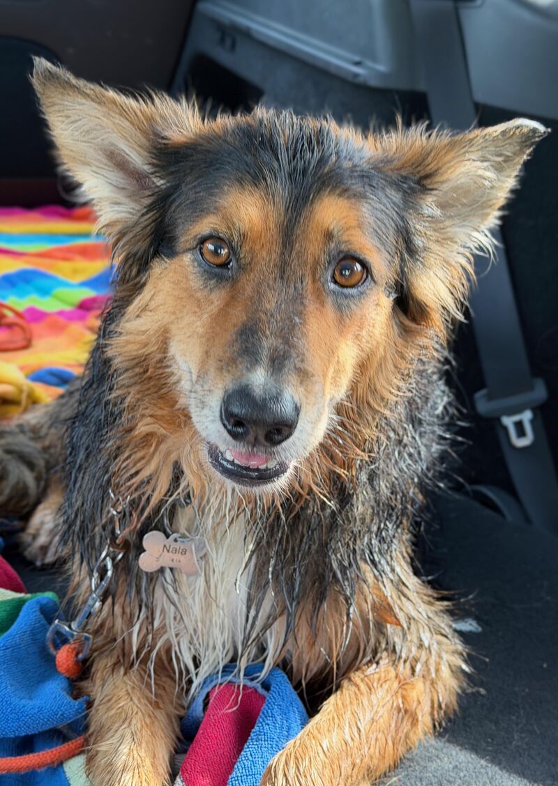 Rescue GSD mix...I think we got lucky
