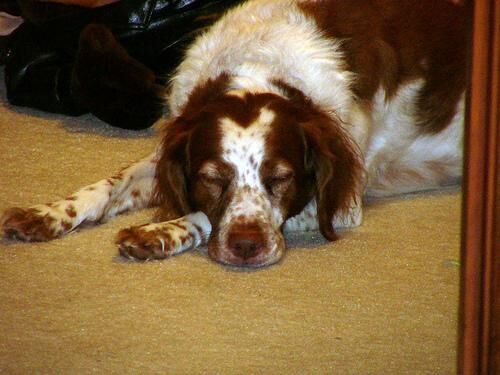 Spaniel Brittany