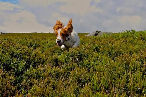 Spaniel Welsh
