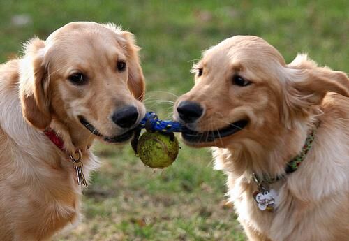 Retriever Golden