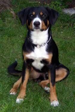 Entlebucher