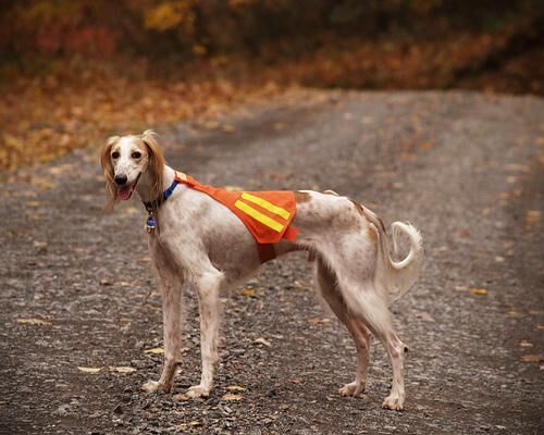 Saluki