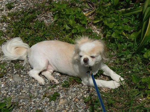 Pekinese