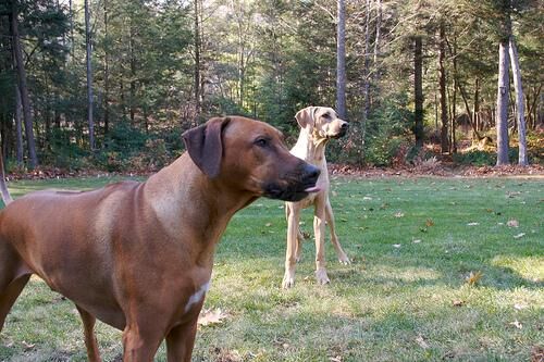 Ridgeback Rhodesian